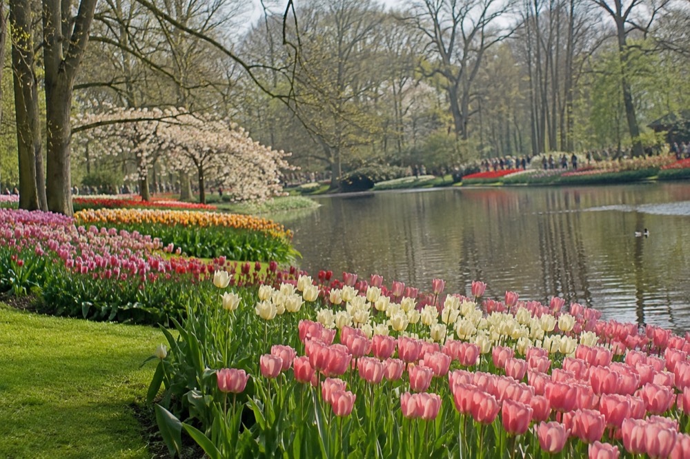 Wide view of tulip beds and a pond inside Keukenhof garden on a spring morning