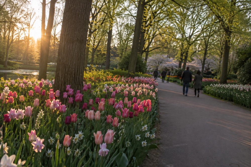 A wide path lined with flowering tulip beds and tall trees at a spring garden