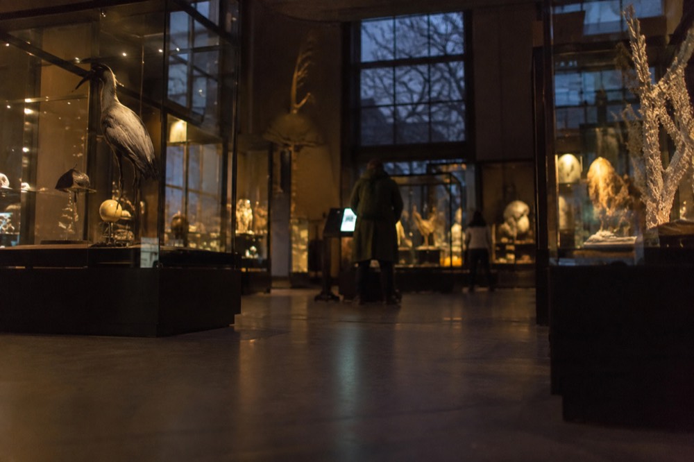 Glass museum gallery with interactive exhibits about nature and skeletons on display