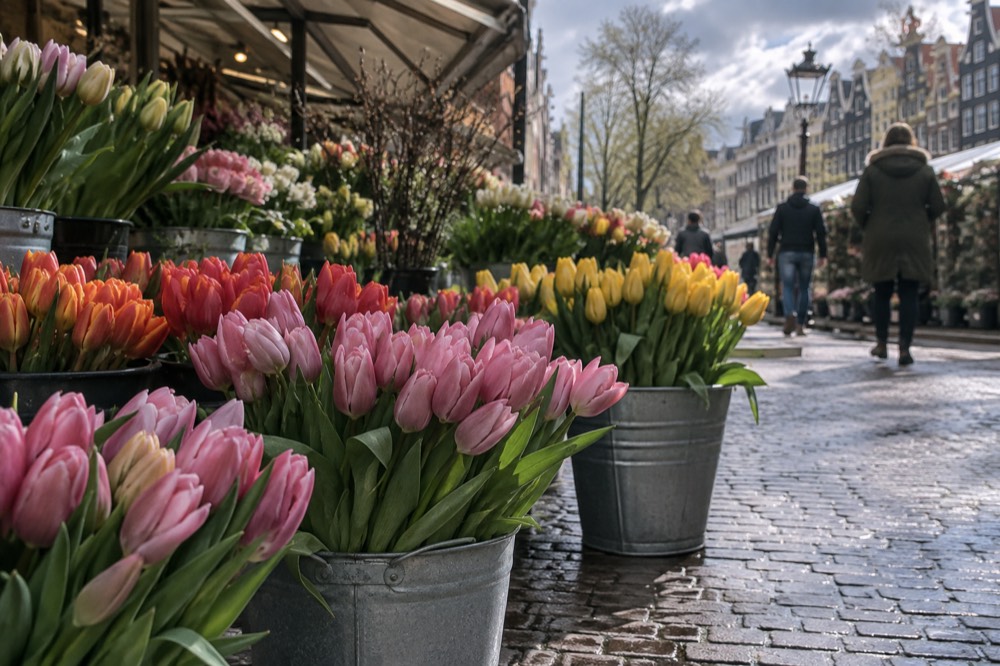 Buckets of cut tulips on display at an outdoor flower stall