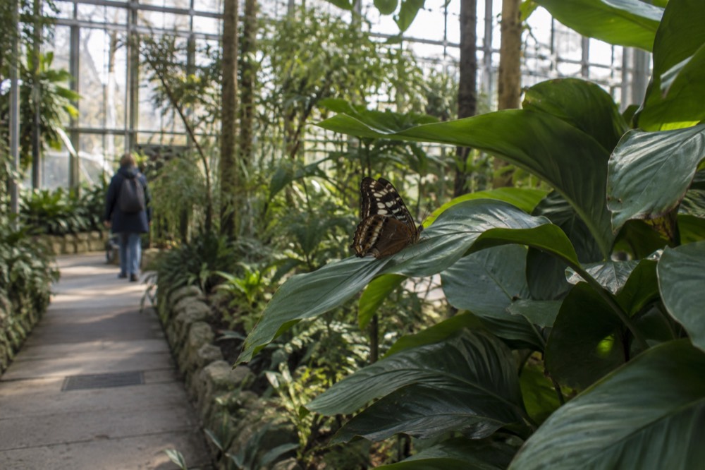 A butterfly resting on a green leaf inside a bright plant-filled greenhouse