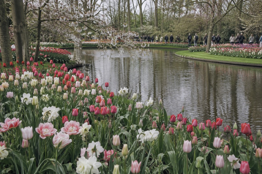 Keukenhof or the Open Fields: Which Should You Choose