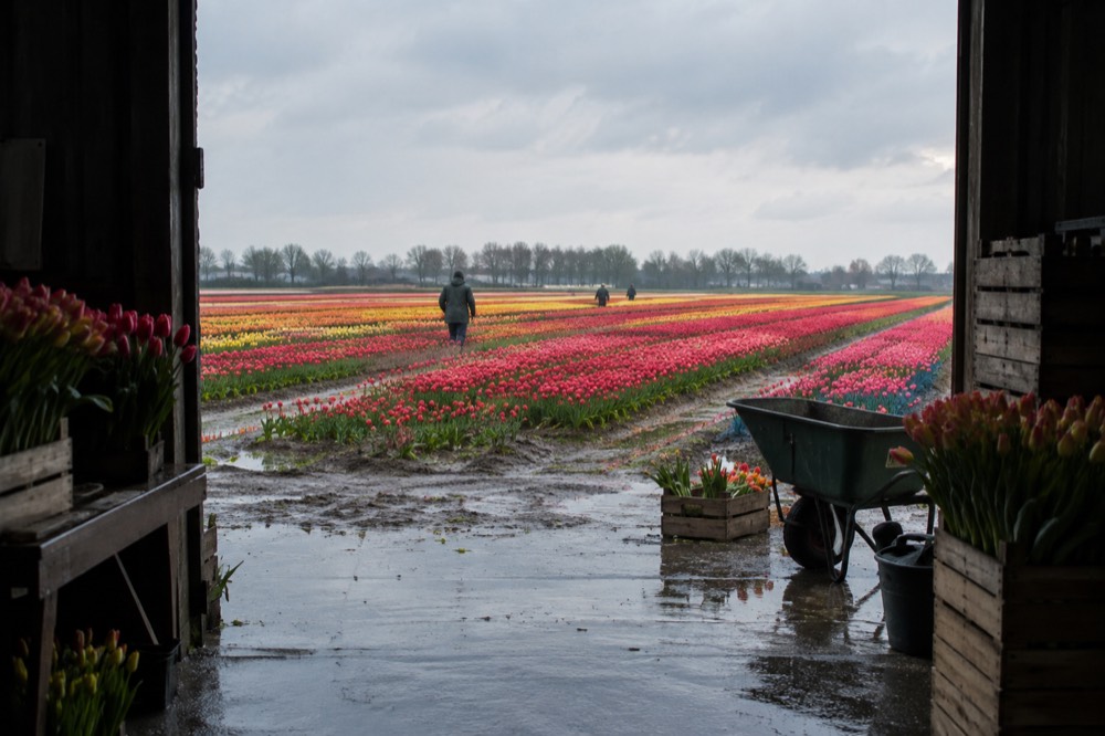 A quiet corner of Lisse with trees overhanging the water