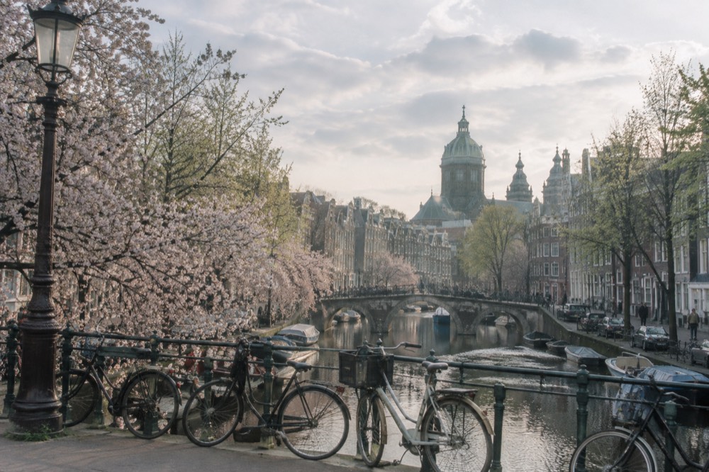 Blossom trees lining an Amsterdam canal with bicycles parked along the railing